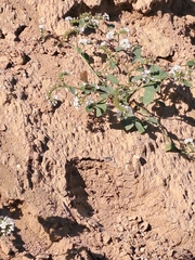 Aricia agestis
