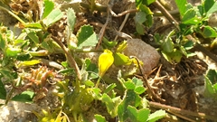 Medicago truncatula