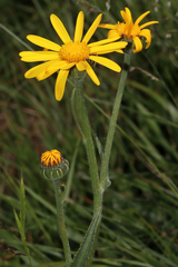 Senecio doronicum orientalis