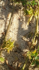 Medicago truncatula