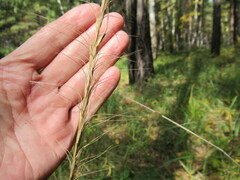 Elymus gmelinii