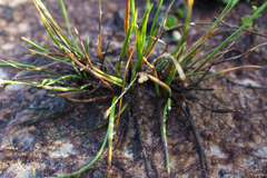 Xyris juncea