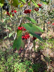 Viburnum setigerum