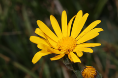 Senecio doronicum orientalis