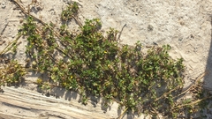Medicago truncatula