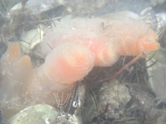 Ciona intestinalis
