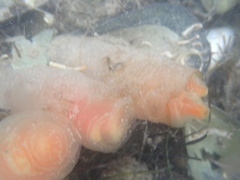 Ciona intestinalis