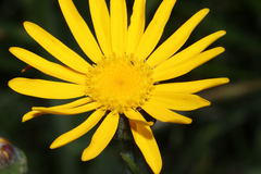 Senecio doronicum orientalis