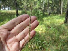 Elymus gmelinii