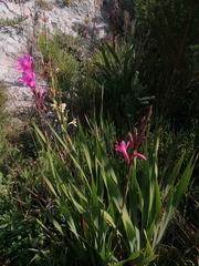 Watsonia borbonica