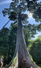 Dipterocarpaceae