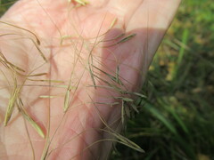 Elymus gmelinii
