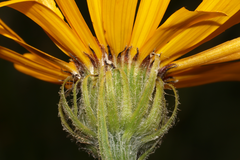 Senecio doronicum orientalis
