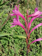 Watsonia borbonica