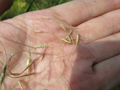 Elymus gmelinii