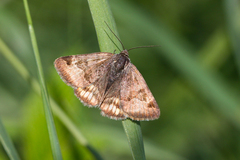 Euclidia glyphica