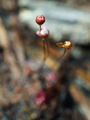 Drosera pygmaea