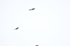 Hypsipetes amaurotis