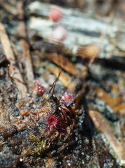 Drosera pygmaea