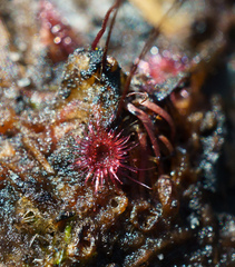 Drosera pygmaea