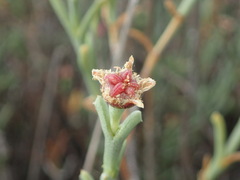 Ruschia ruralis
