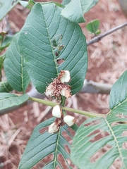 Psidium guajava