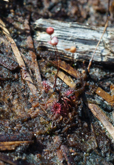 Drosera pygmaea