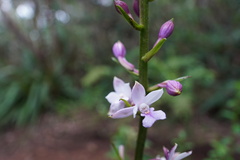 Calanthe sylvatica image