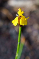 Xyris juncea