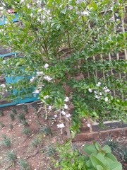 Duranta erecta