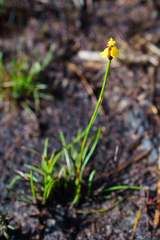Xyris juncea