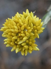 Helichrysum cymosum