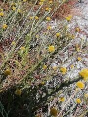 Helichrysum cymosum