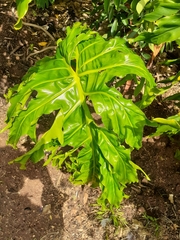 Thaumatophyllum bipinnatifidum