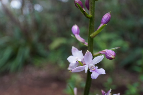 Calanthe sylvatica image