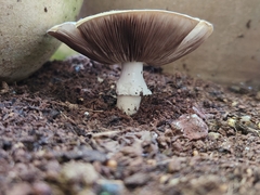 Agaricus