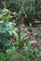 Calanthe sylvatica image