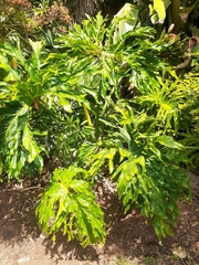 Thaumatophyllum bipinnatifidum