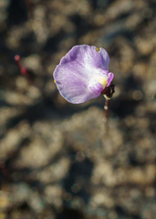 Utricularia lateriflora