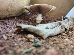 Agaricus