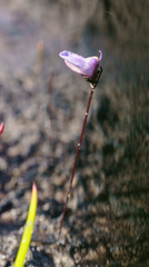 Utricularia lateriflora