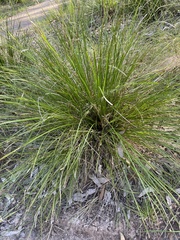 Lomandra
