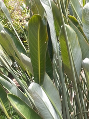 Strelitzia
