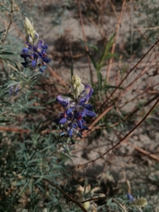 Lupinus altimontanus