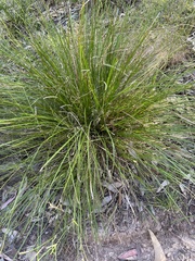 Lomandra
