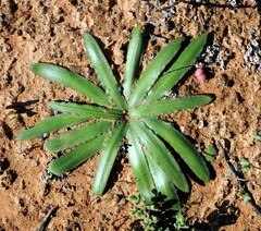 Drimia elata
