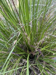 Lomandra