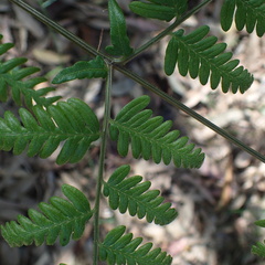 Calochlaena dubia