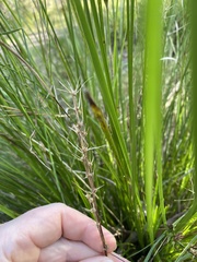 Lomandra
