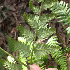 Calochlaena dubia